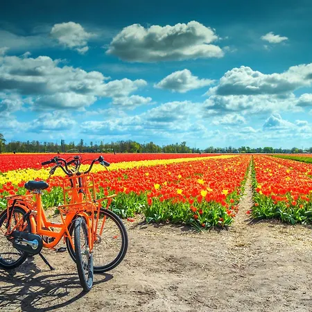 Apartmán Reumann De Schelp 12 *